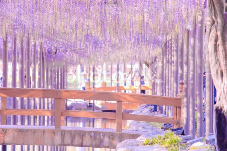 [愛知県]津島市天王川公園の藤棚 藤,天王川公園,花の写真素材