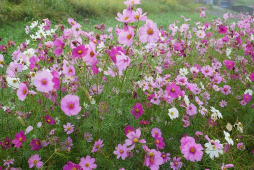 コスモスの花 コスモス,秋,花の写真素材