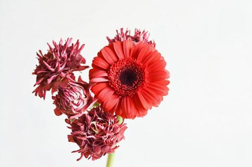 紅華美とガーベラ 紅華美とガーベラ 紅華美,スプレーばら,ガーベラの写真素材