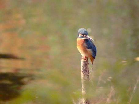 水面を見るカワセミ カワセミ,鳥,鳥類の写真素材