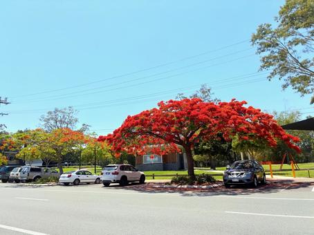 赤い木とパーキング ホウオウボク,夏,花の写真素材