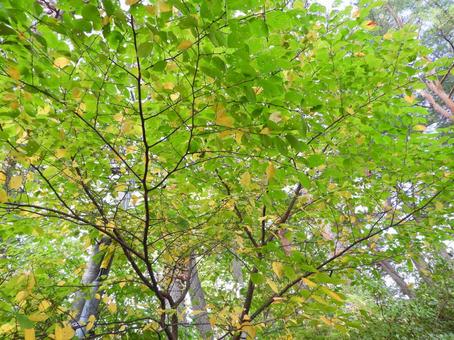 木々 自然,バックグラウンド,グリーンの写真素材