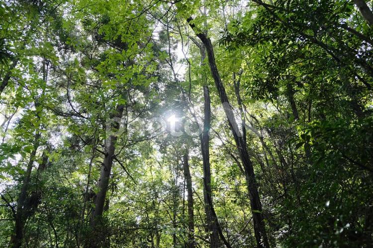 朝の木漏れ日 木漏れ日,自然,道の写真素材