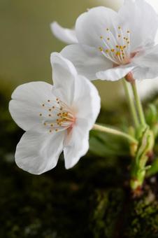 桜の接写 桜の接写の写真