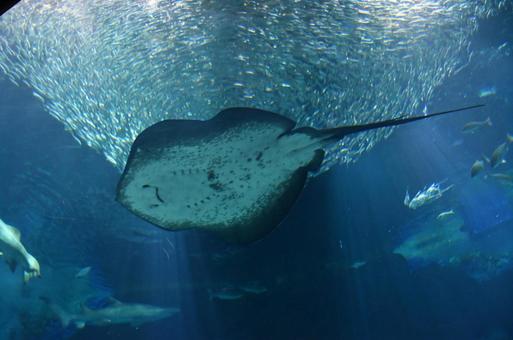 typhoon with stingray, a, marine world, typhoon, JPG