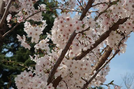 桜 桜の写真