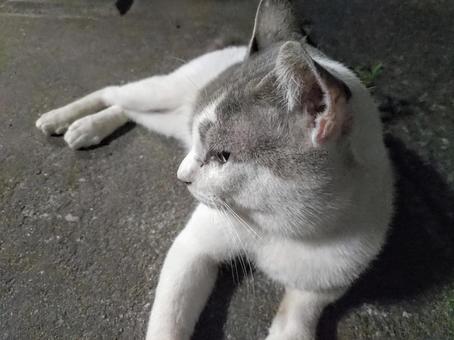 かわいいポーズ かわいいポーズの写真