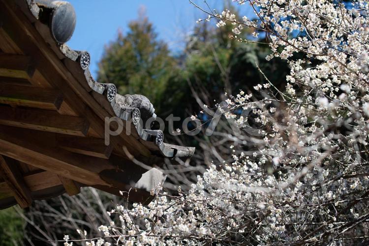 宇佐市（安心院町）　矢崎天満神社　梅の花 天満神社,神社,日本の写真素材