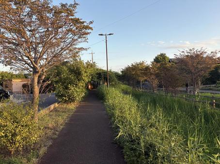 秋の散歩道 秋の散歩道 秋,朝,散歩道の写真素材