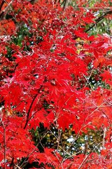 紅葉の2 紅葉の2の写真