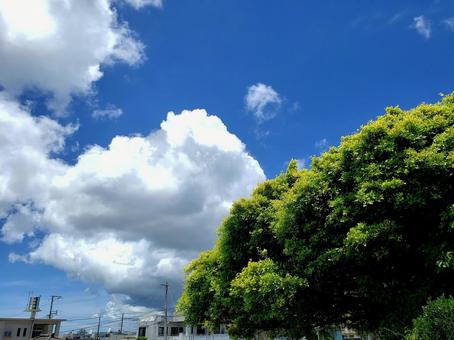 沖縄のがじゅまる 沖縄のがじゅまるの写真