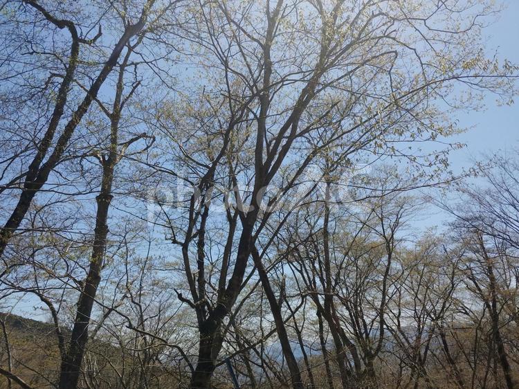 葉をつけはじめた木々 木,新緑,春の写真素材