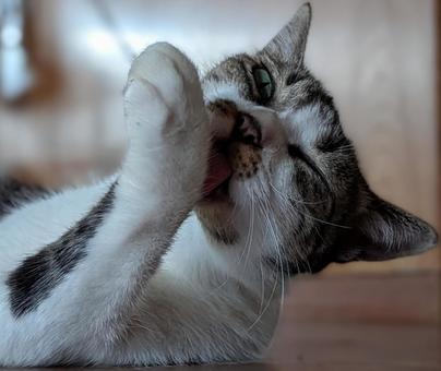 ねこ ぺろぺろ ねこ ぺろぺろの写真