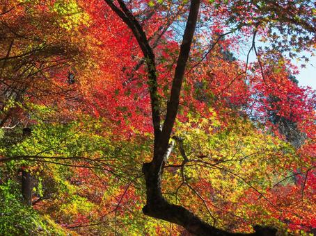 山の紅葉風景 紅葉,葉,木々の写真素材