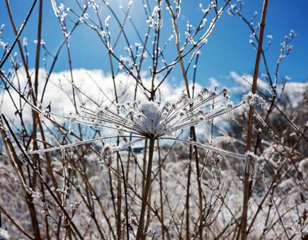 シシウドの花に訪れる冬 霧氷,寒波,寒冷地の写真素材