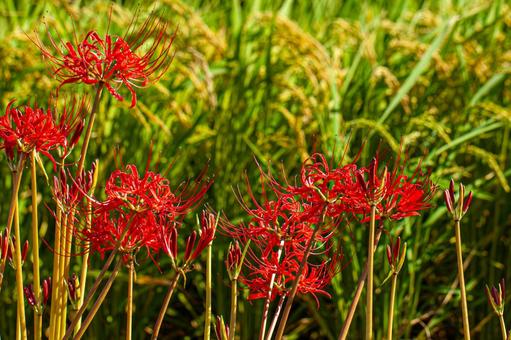 Autumn rice ears and cluster amaryllis, JPG
