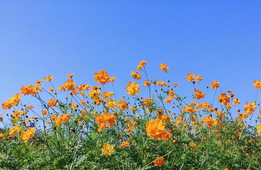 秋晴れのキバナコスモスの花と青空 秋晴れのキバナコスモスの花と青空 秋桜,キバナコスモス,秋の写真素材