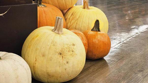 かぼちゃ かぼちゃ かぼちゃ,ハロウィン,収穫祭の写真素材