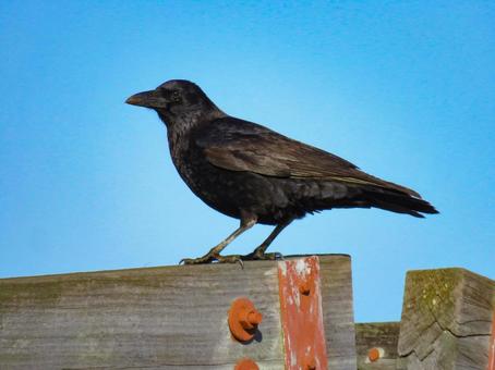 橋の支柱の上に佇むハシボソガラス ハシボソガラス,野鳥,動物の写真素材