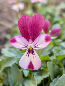 ビオラの花 12 ビオラ,花,ピンクの写真素材