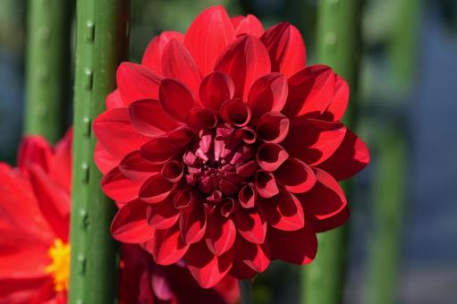 ダリア（レッドサファイア） ダリア,レッドサファイア,赤色の写真素材