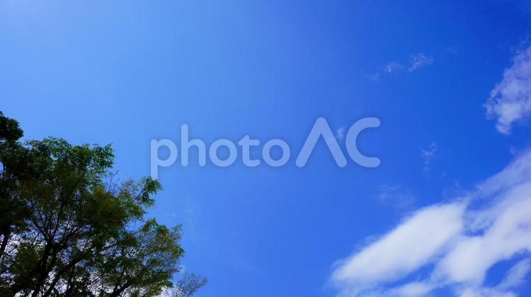 木と空と雲1 空,晴れ,天気の写真素材