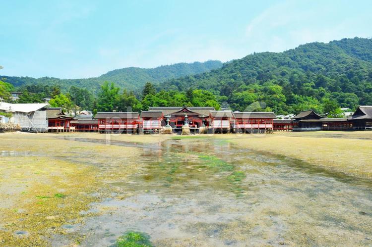 干潮の厳島神社　広島県 干潮,夏,中国地方の写真素材