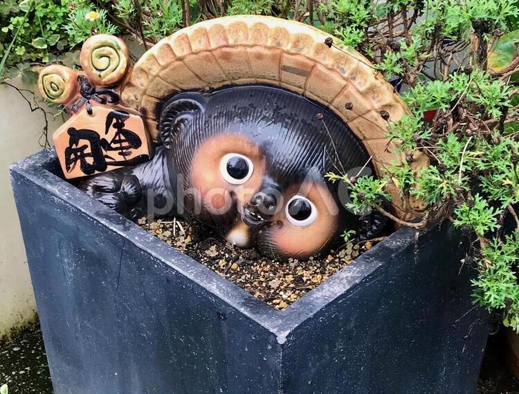 信楽焼の狸 信楽焼,たぬき,置物の写真素材