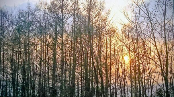 夕暮れ 夕暮れの写真
