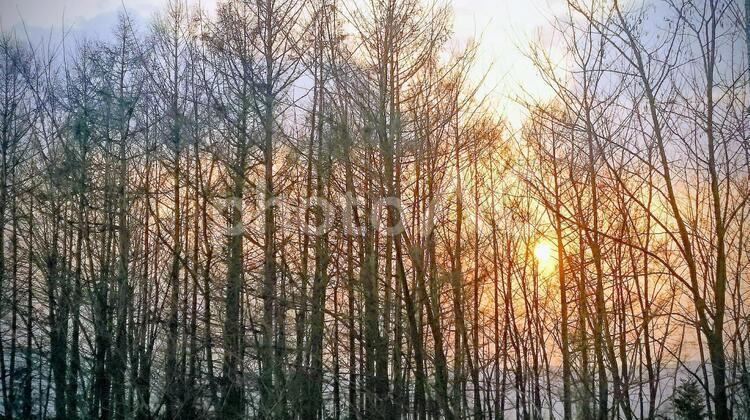 夕暮れ 自然,何人もありません,木材の写真素材