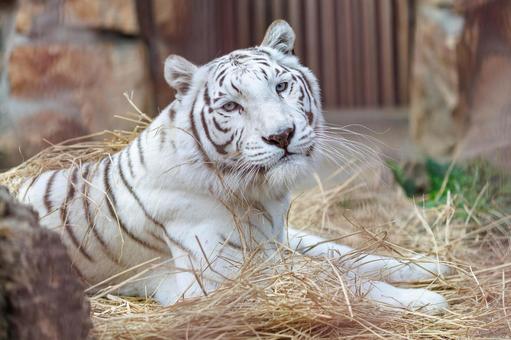 ホワイトタイガー ホワイトタイガー,虎,動物の写真素材
