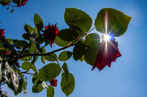 青空の逆光の薔薇 青空の逆光の薔薇の写真