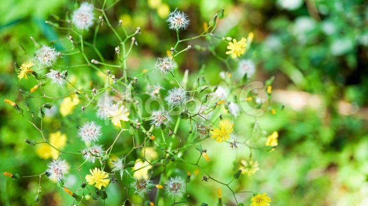 雑木林の植物 雑木林,植物,グリーンの写真素材