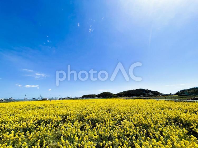 日本の春景色　青空に咲き誇る黄色い菜の花 菜の花,花,青空の写真素材