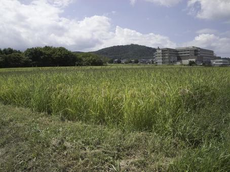 たわわに実る稲穂の田んぼ たわわに実る稲穂の田んぼ 稲穂,稲,クローズアップの写真素材