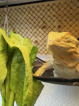 フトアゴヒゲトカゲ フトアゴヒゲトカゲ,爬虫類,ペットの写真素材