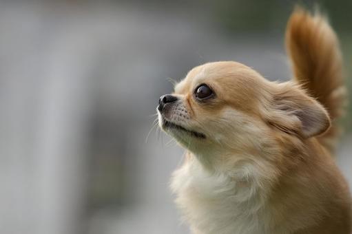チワワのポートレート チワワのポートレート 犬,チワワ,可愛い犬の写真素材