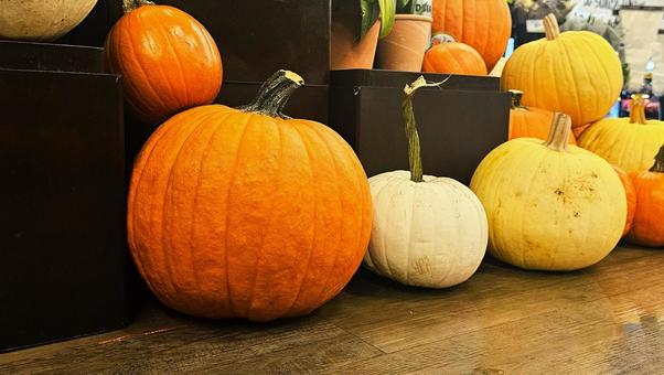 かぼちゃ かぼちゃ かぼちゃ,ハロウィン,収穫祭の写真素材