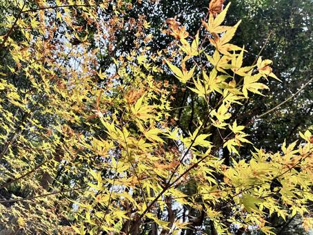 紅葉 紅葉,秋,紅の写真素材