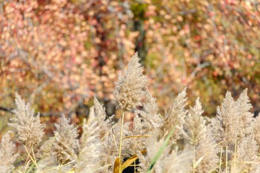Photo, susuki, ears, grassland, 