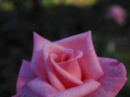 バラ園に咲くピンクの薔薇のアップの写真