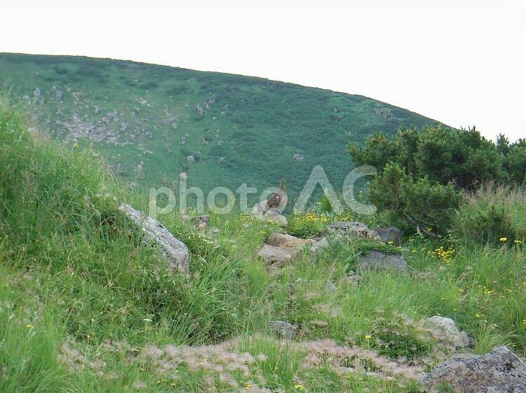日本　北アルプス　立山 立山,北アルプス,日本の写真素材