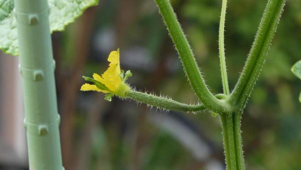 赤ちゃんきゅうり 赤ちゃんきゅうり 夏野菜,きゅうり,花の写真素材