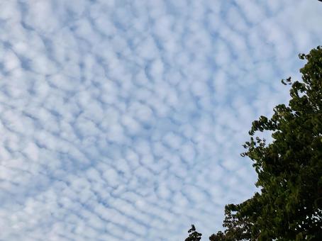 鱗雲と木・秋の空 うろこ雲,巻積雲,雲の写真素材