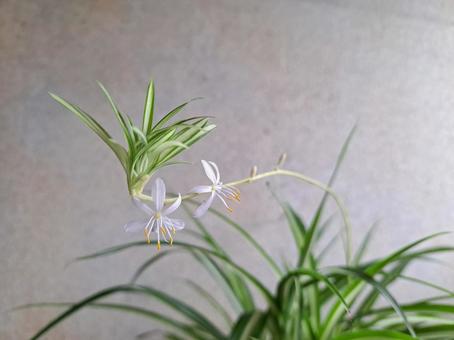 オリヅルランの花 オリヅルランの花の写真