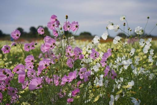 可憐なコスモス コスモス,秋桜,こすもすの写真素材