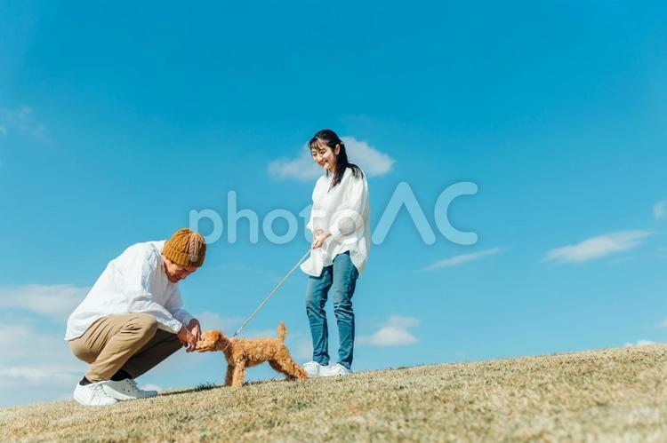 愛犬と遊ぶ男女 犬,夫婦,家族の写真素材