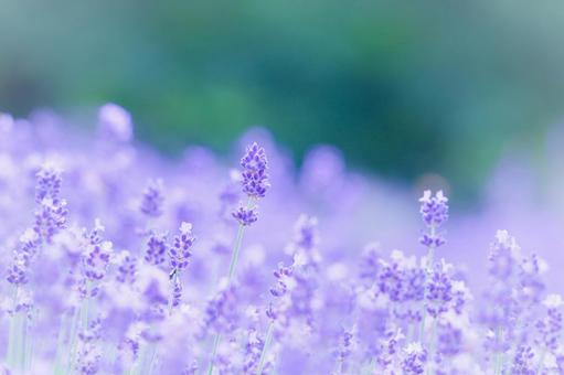 Photo, lavender, tambara lavender park, gunma prefecture, 