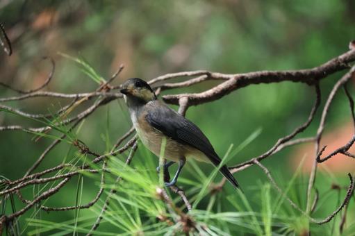 松の樹の枝にとまるヤマガラ 松の樹の枝にとまるヤマガラ 松,樹,枝の写真素材