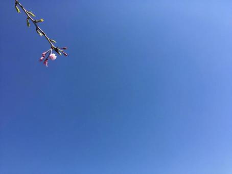 桜の蕾と青空 桜の蕾と青空の写真